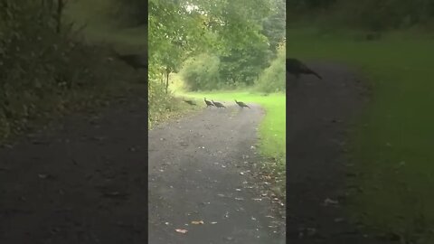 Turkey Crossing