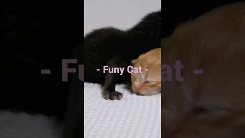 Funny Cat