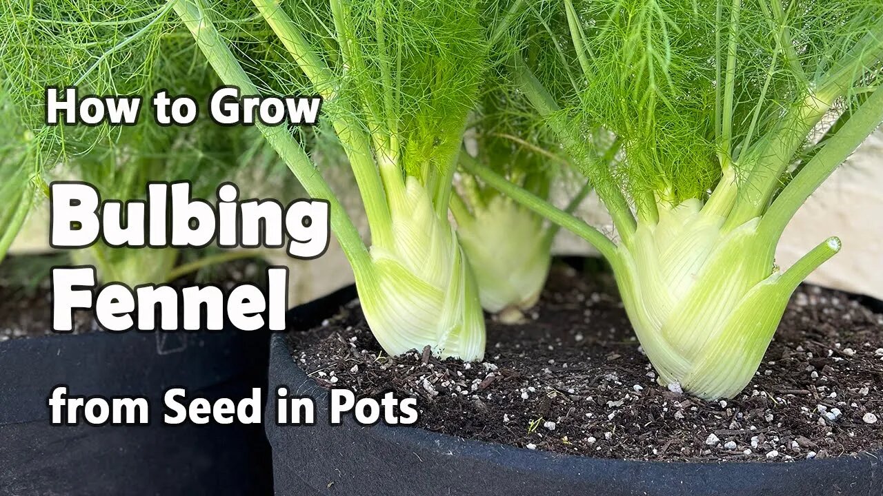 How to Grow Fennel from Seed in Containers | Bulbing Fennel or Florence Fennel