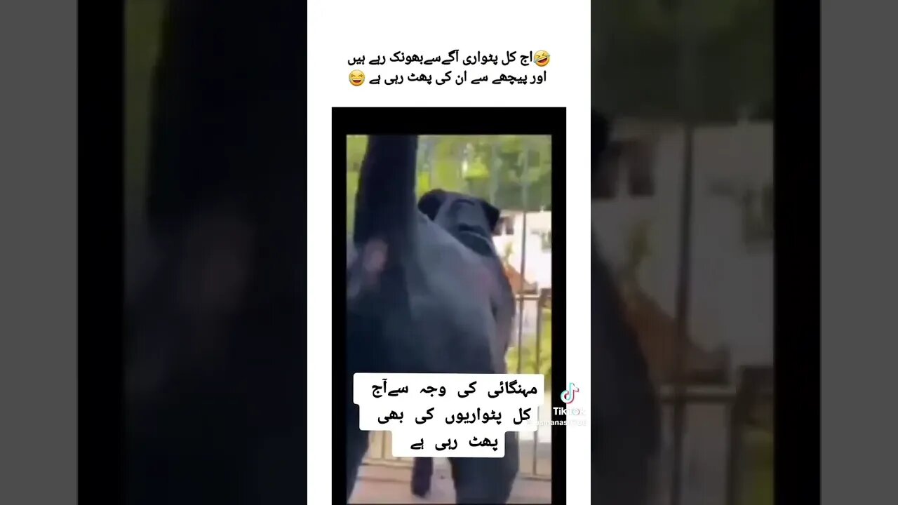 Mehgai ke waja se patwario ke phat rahe ha#comedy