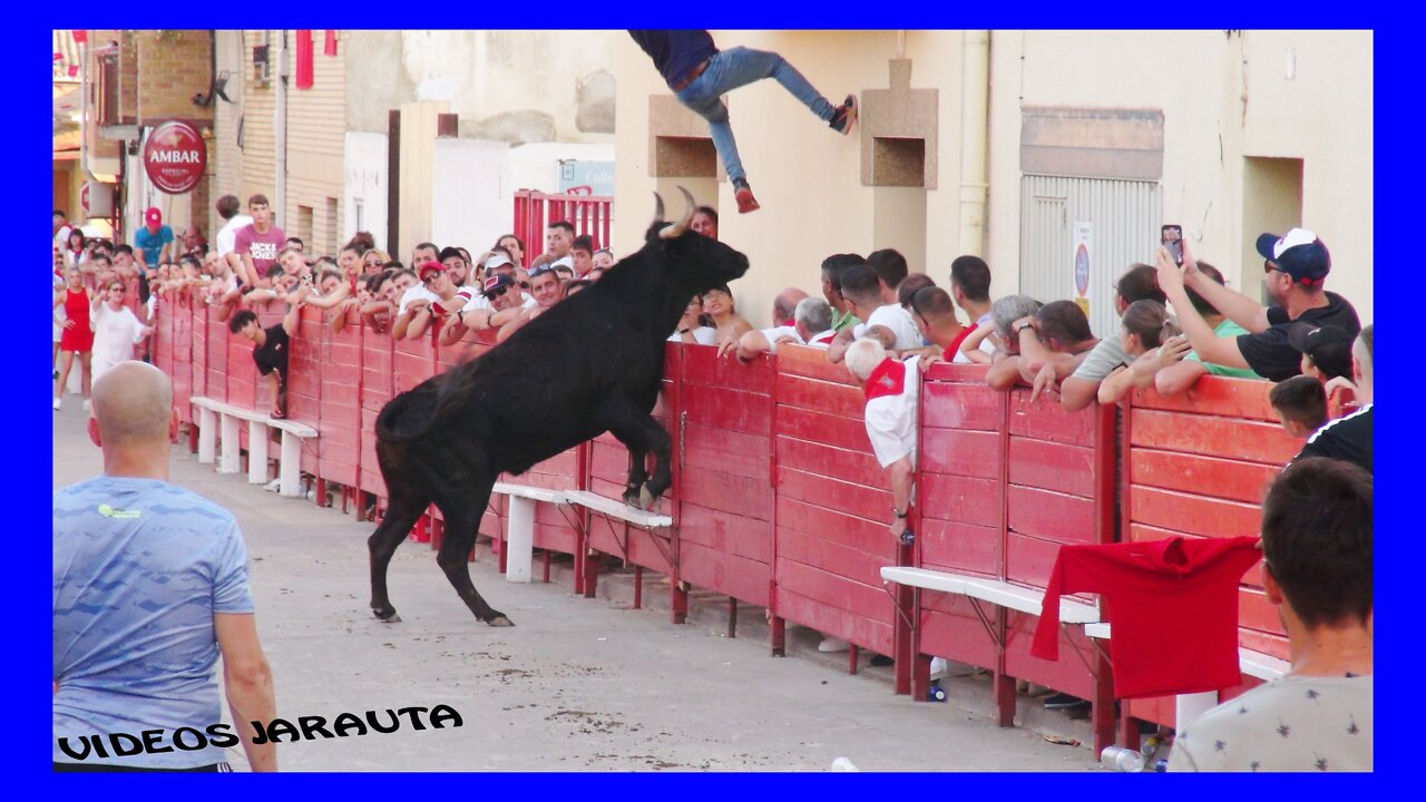 CADREITA ( NAVARRA ) VACAS CALLE TARDE Y NOCHE ( SÁBADO 16 JULIO 2022 ) SANTOS ZAPATERIA