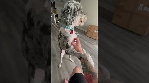 Playing with Minnie #shorts #shortsfeed #pet #petlover