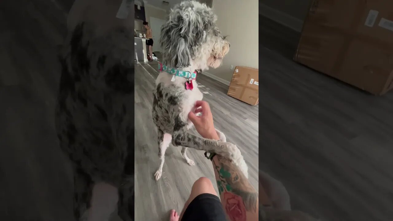 Playing with Minnie #shorts #shortsfeed #pet #petlover