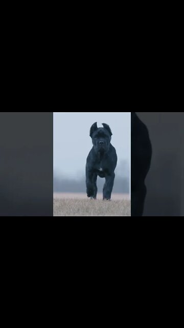 Puppies Grow Up So Fast Cane Corso Growth #shorts #funnydogs #dog