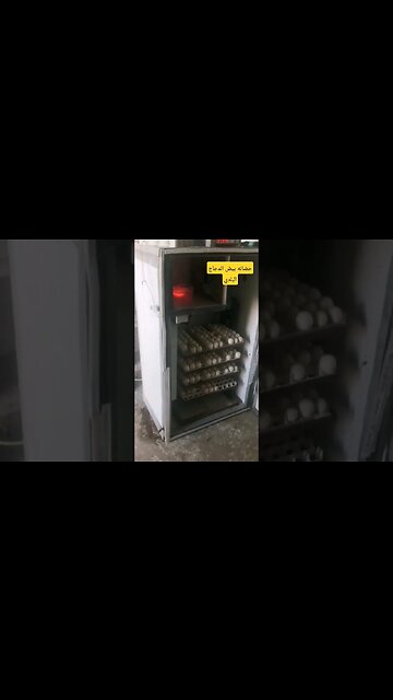 حضانه بيض الدجاج البلدي الأسود كيوت روعة