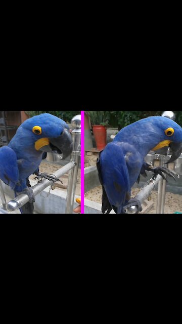 Makaw hyacinth funny