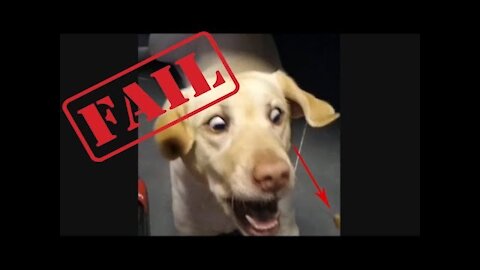 TOP 10 Animals FUNNY VIDEO! TRY TO NOT LAUGH