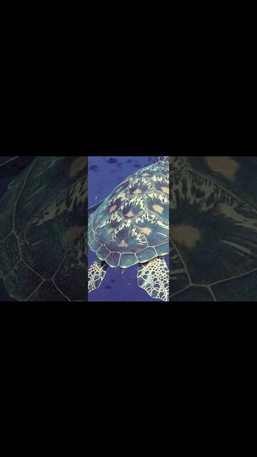 #Shorts #Reptiles #Turtles #Sea #Testudines #Peace #Love #Care