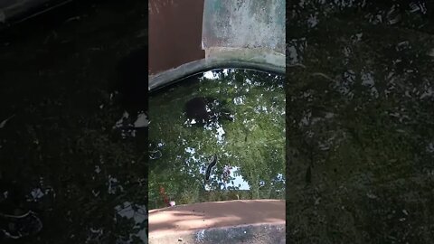 Turtles swimming in the pond 😇