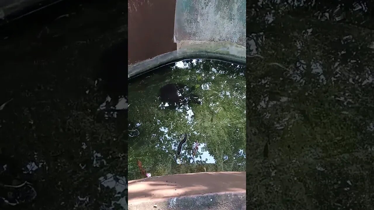 Turtles swimming in the pond 😇