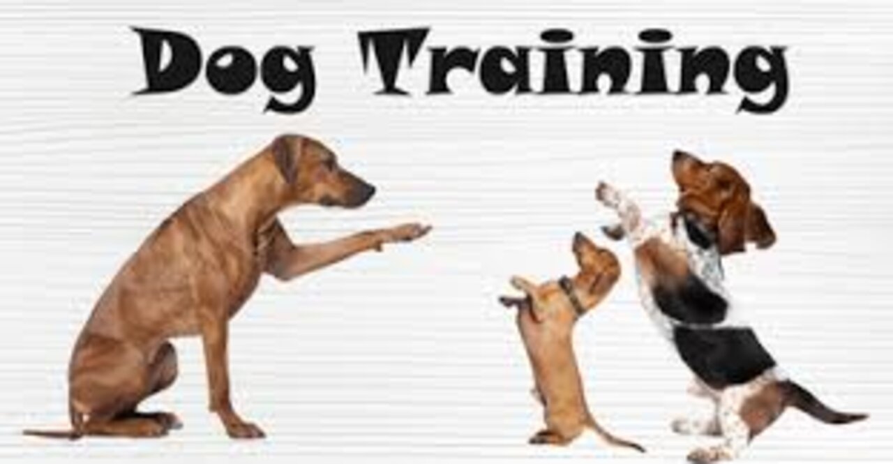 funny dog