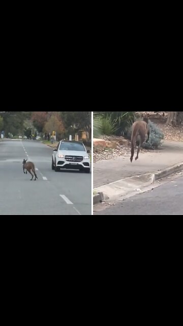 Kangaroo Casually Bounces Around The Streets In Australia
