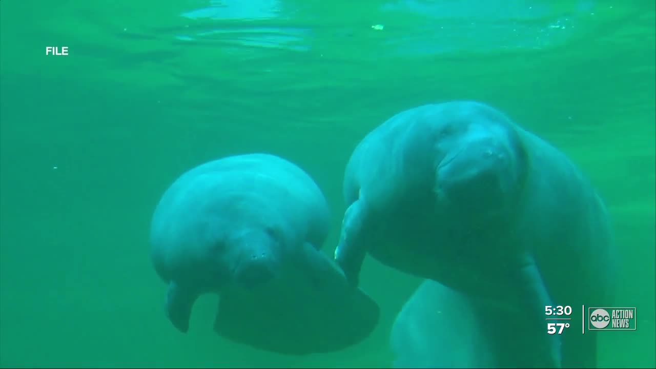 Federal investigators looking for person who marked 'TRUMP' on Florida manatee's back