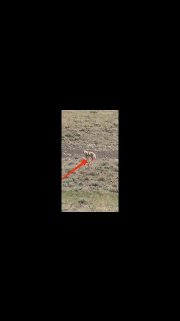Hunting Coyotes #shorts #dogs #animals #hunter #094