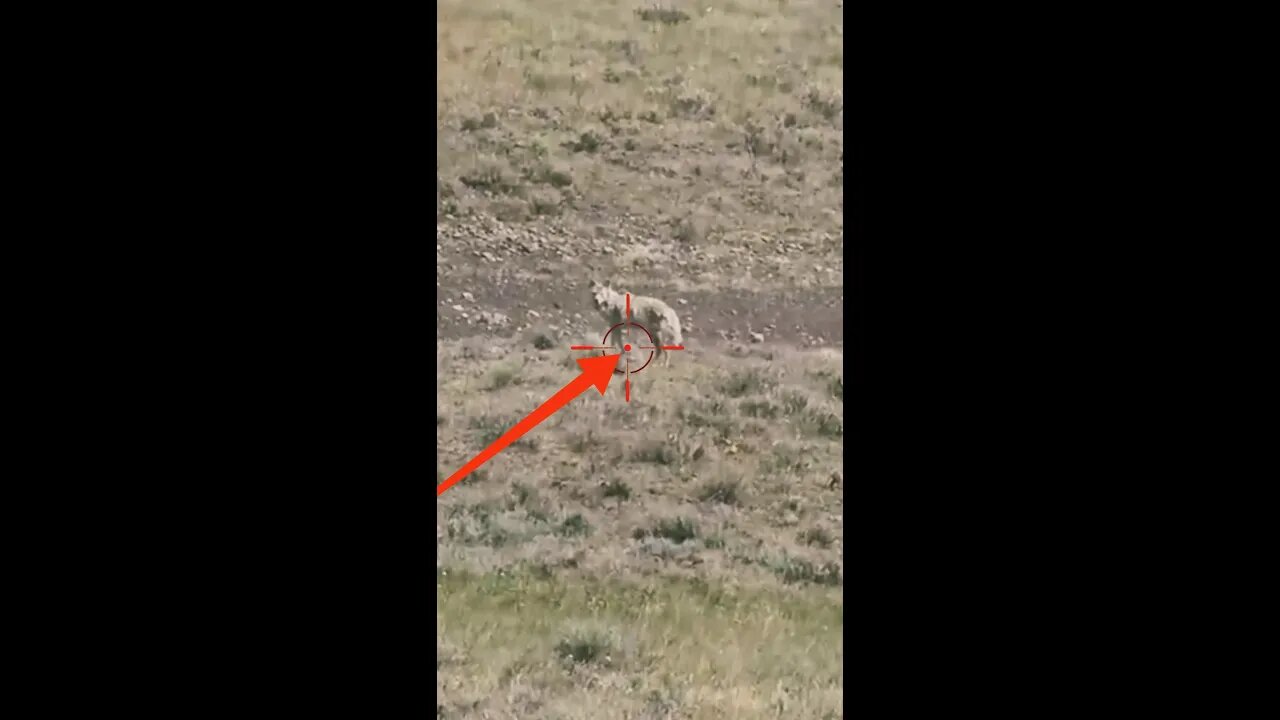 Hunting Coyotes #shorts #dogs #animals #hunter #094