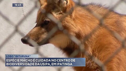 Lobo "Ibituruna": Espécie macho é cuidada no centro de biodiversidade da Usipa, em Ipatinga.