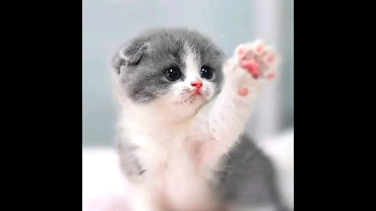 what an unusual cat