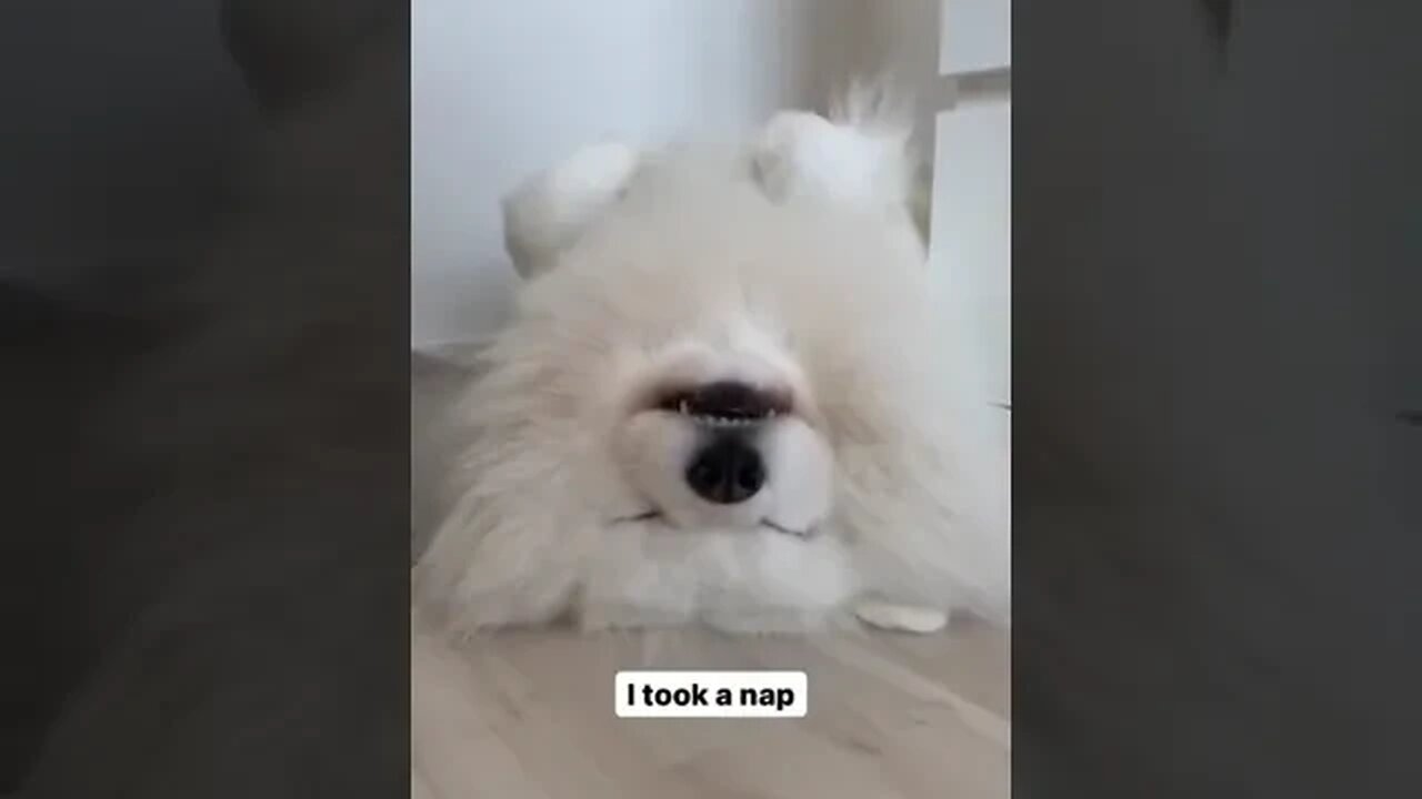 Living His Best LIFE #dogshorts #youtubeshorts #petvideos