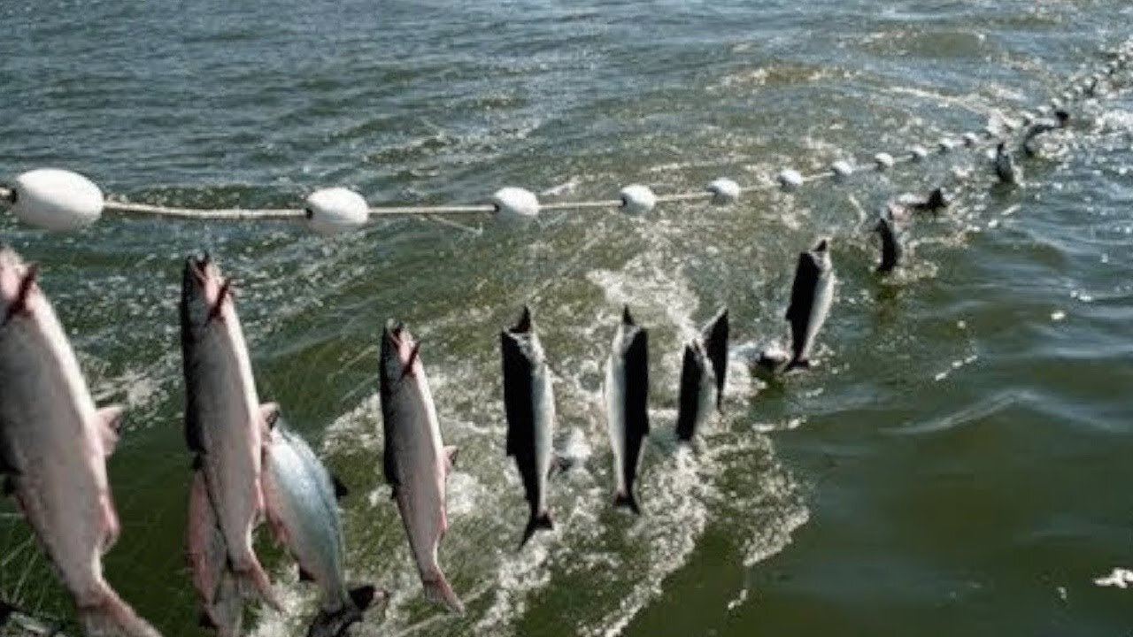 Amazing Ice Fishing -Net Fishing skill in winter