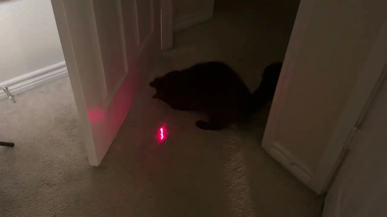 🐈‍⬛ Spooky vs Laser