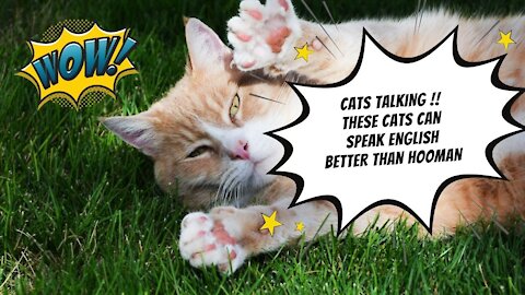 Cats talking !! these cats can speak English better than hooman