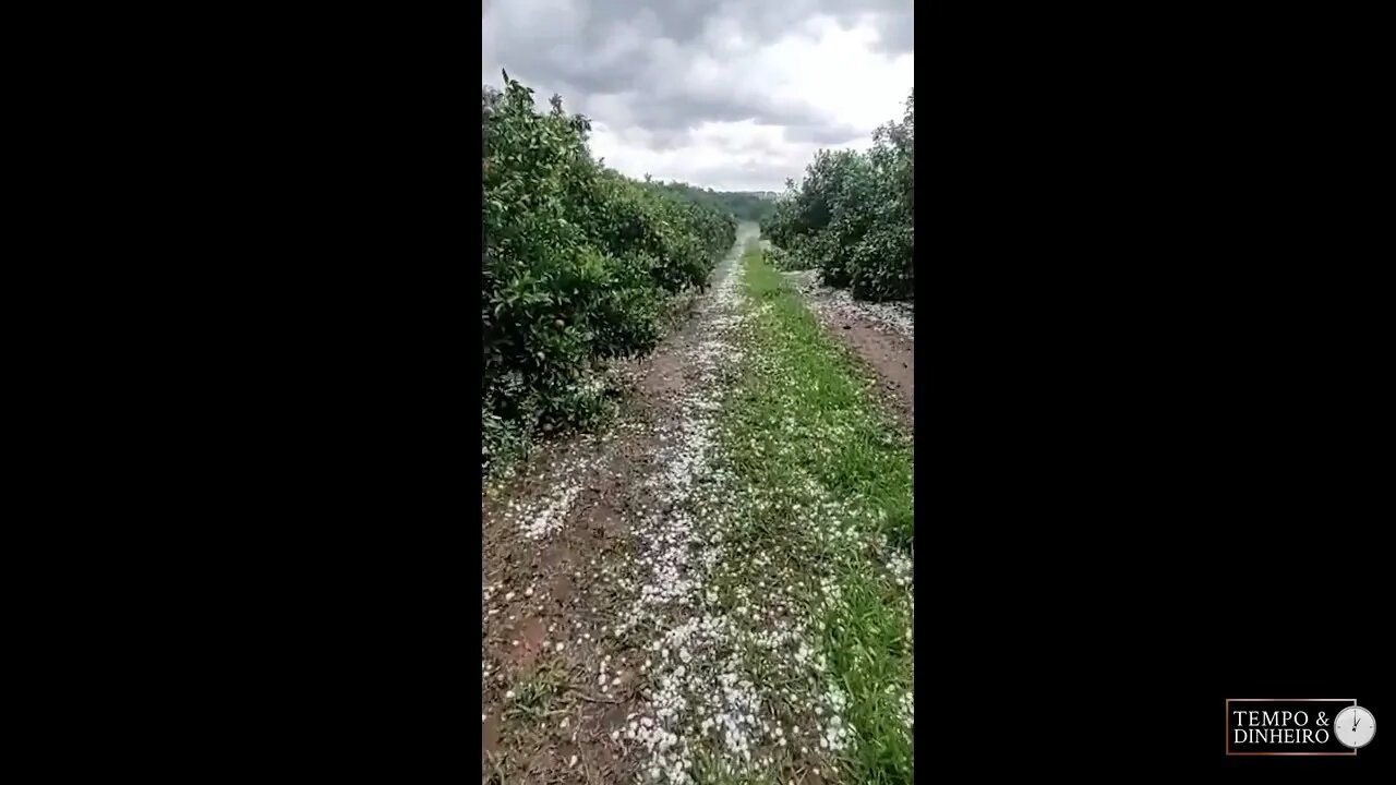 Chuva com granizo leva prejuízo a várias regiões produtoras de MG