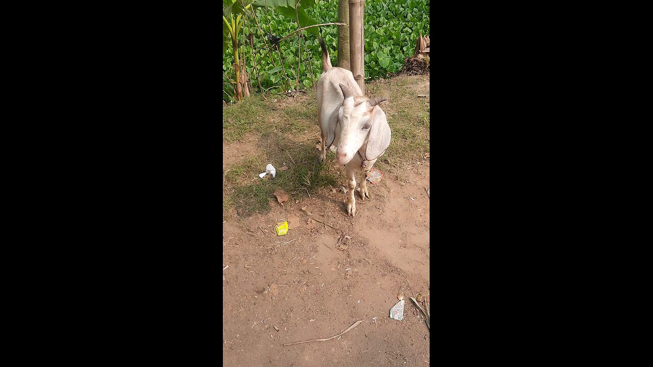 Rural Goat