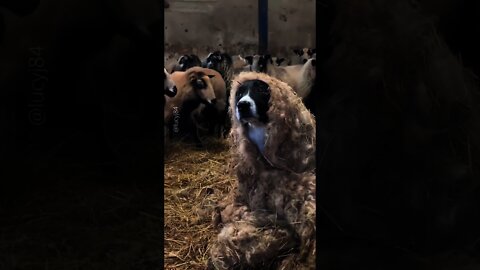 Cute Funny Goats :)