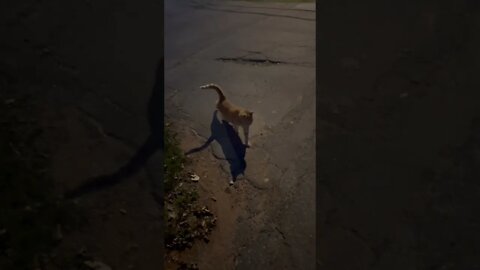 Outdoor Cat we Encountered at Night