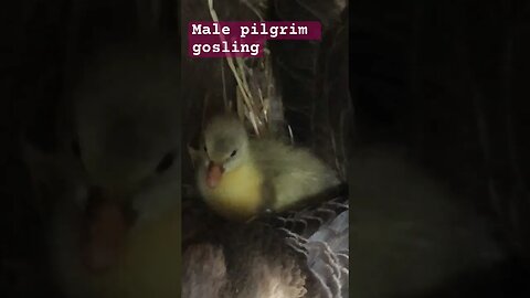 Male pilgrim gosling. Newly hatched.