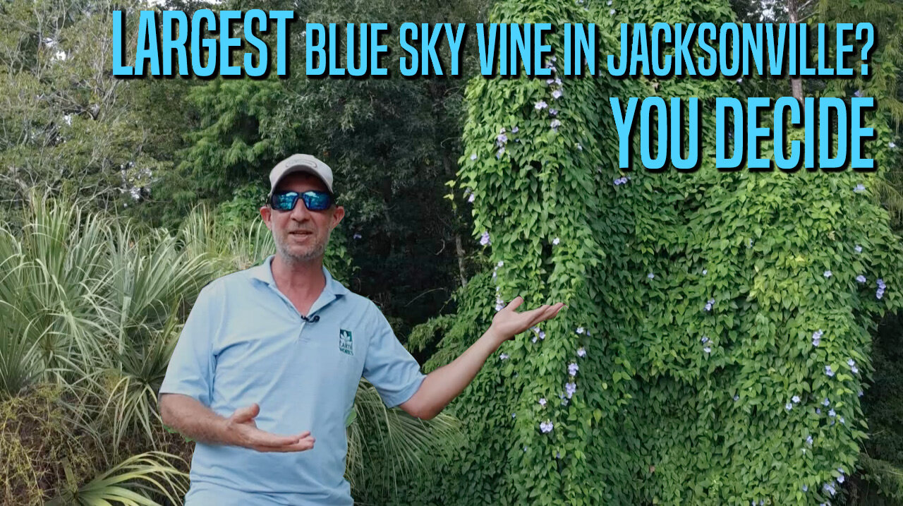 Largest Blue Sky Vine in Jacksonville