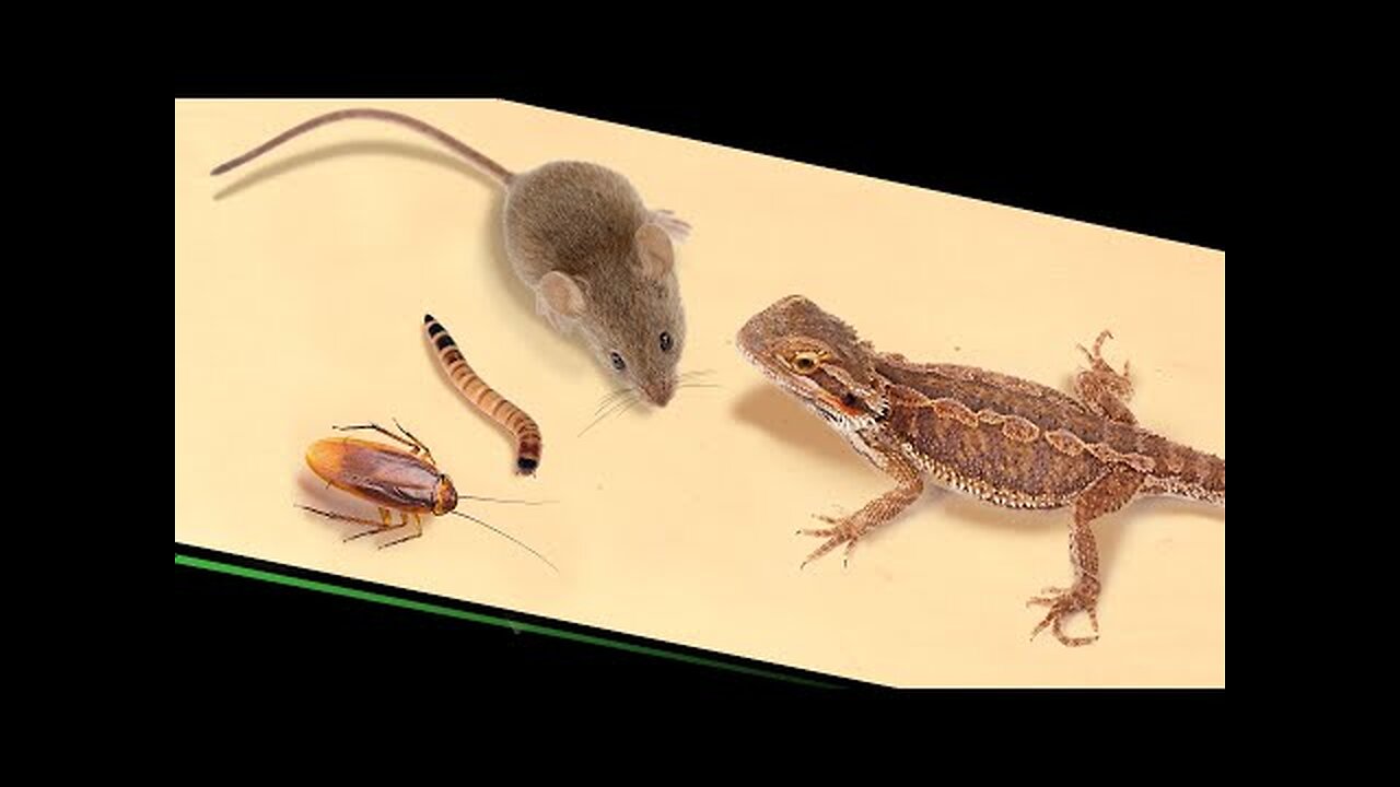 CAN A LIZARD EAT DEAD LITTLE MOUSE