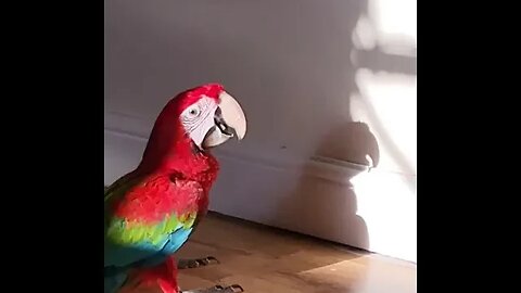 parrot short funny video #funnyvideo #petvideos