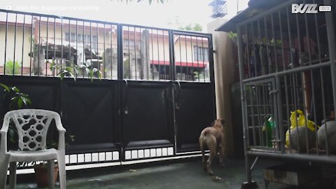 Clever dog jumps backyard gate to play on street