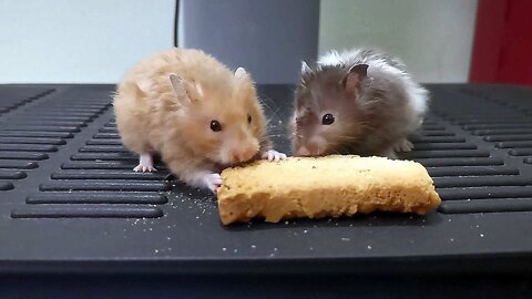 My Hamsters Trying Rusk 4 the 1st Time!