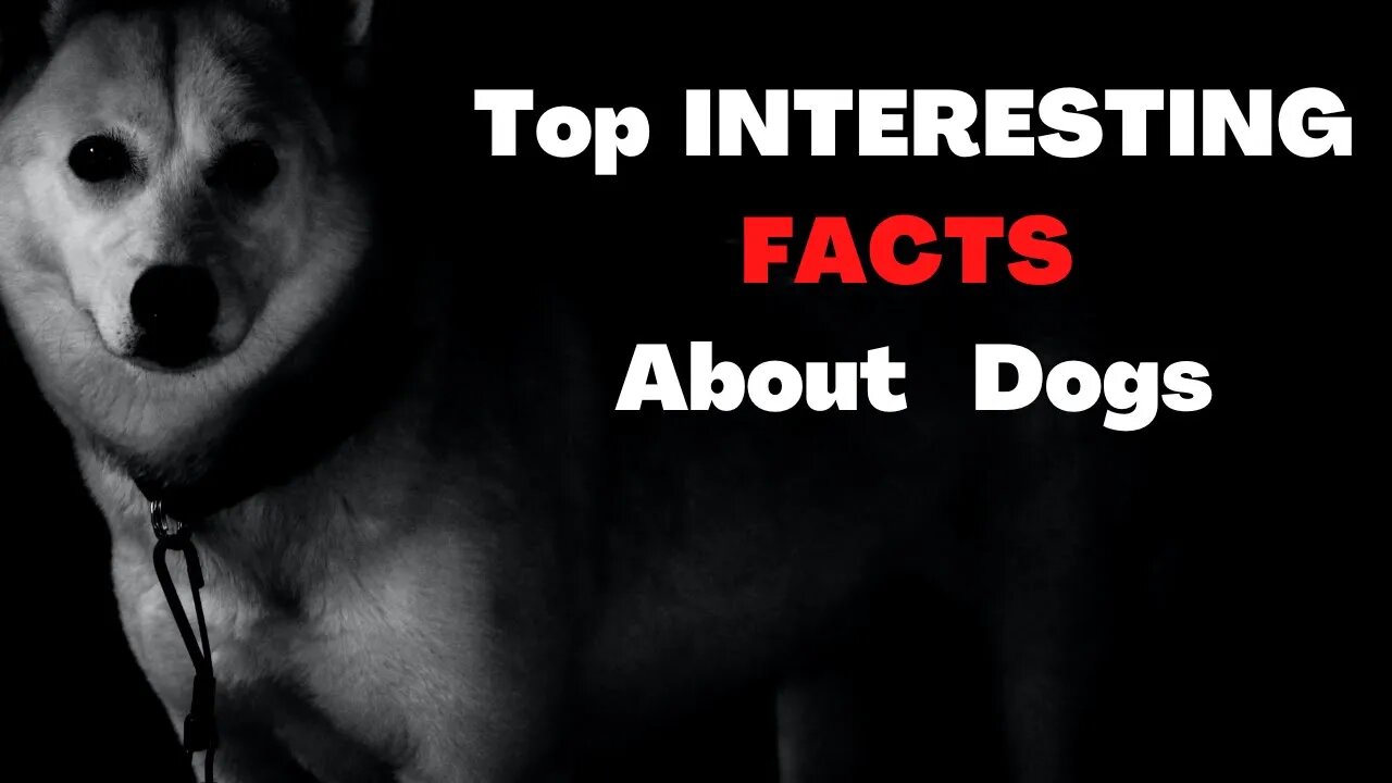 Top Interesting FACTS About Dogs You Are Not Aware