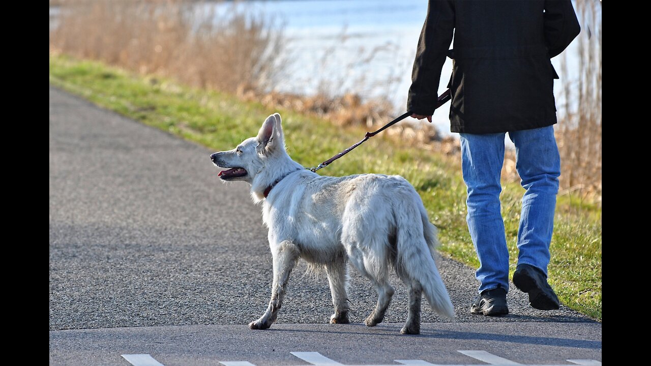 Wild Canine interruption: How a dog brought a football match to a halt