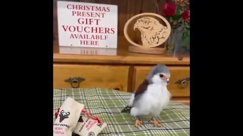 Pigmy Falcon