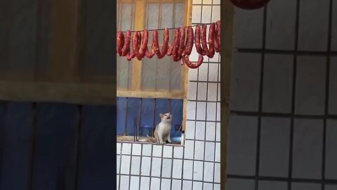 Poor Kitty! #trending