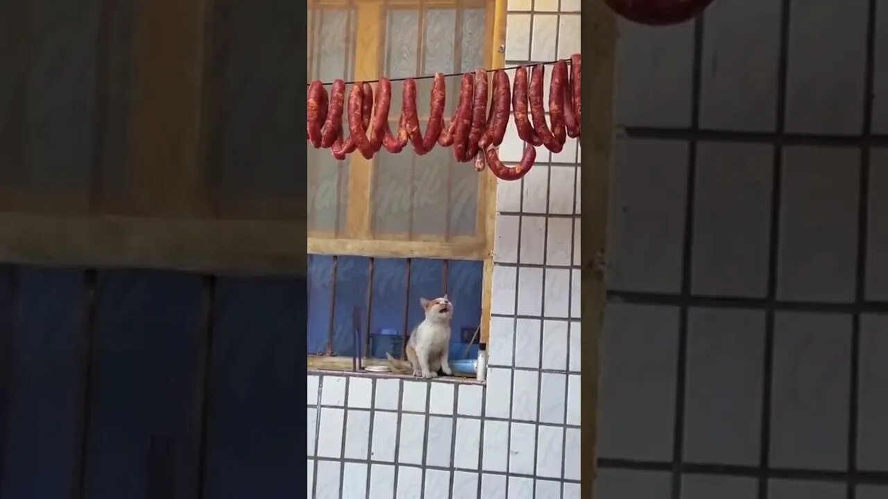 Poor Kitty! #trending