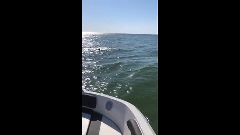 Boating with the Dolphins