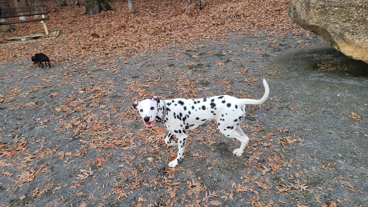 Luna is running from another dog!