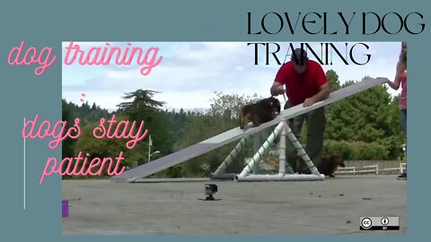 DOG TRAINING BASIC : STAY PATIENT