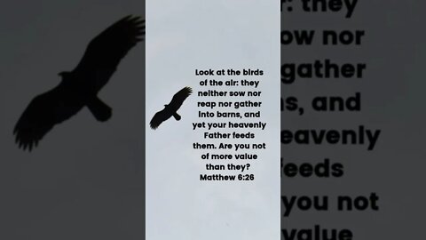 Matthew 6:26 #matthew #birds #air #sow #barn #heaven #father #christian #shorts