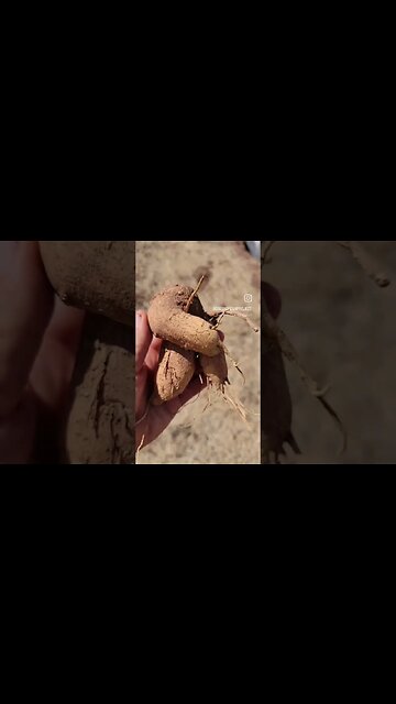 Large Tuber Gives Off Karate Elvis Vibes #shorts