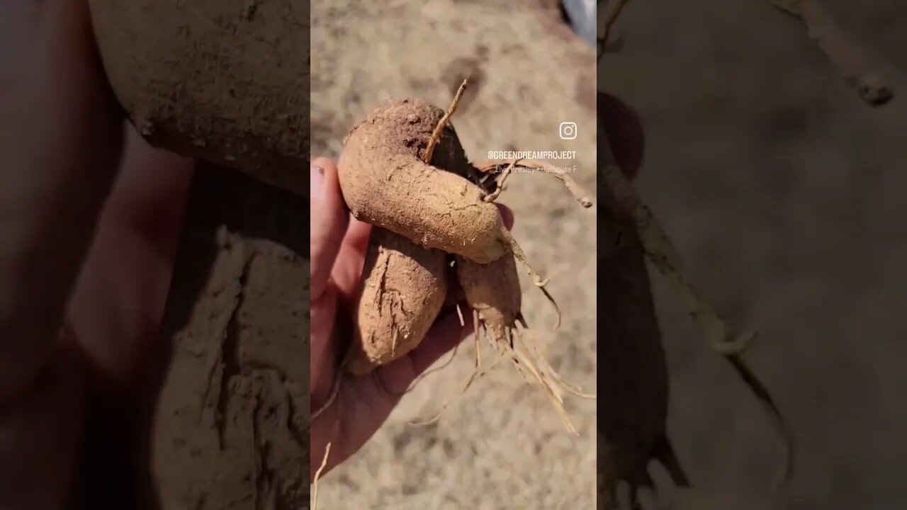 Large Tuber Gives Off Karate Elvis Vibes #shorts