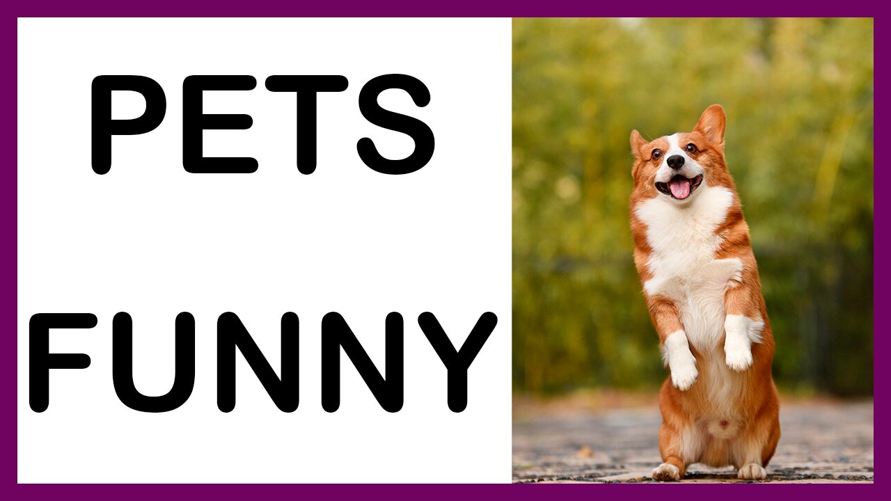 Funny and messy animals