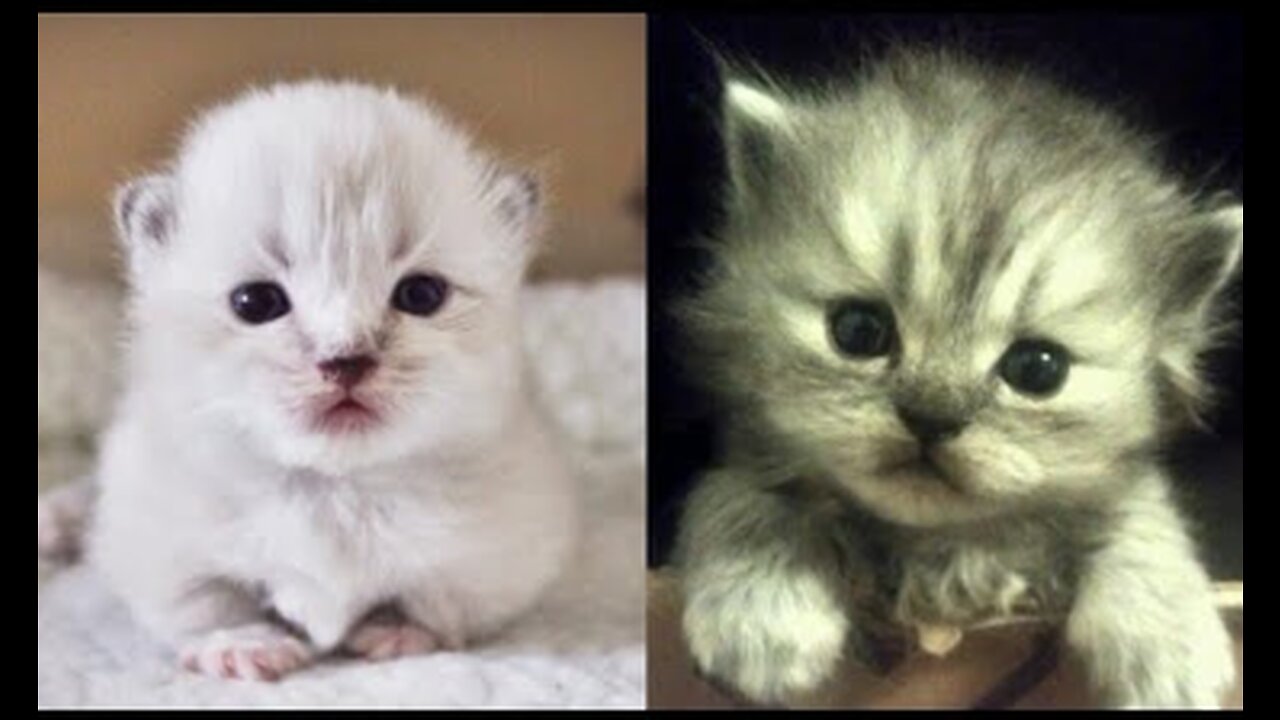 Having a bad day? These adorable kittens will make you smile