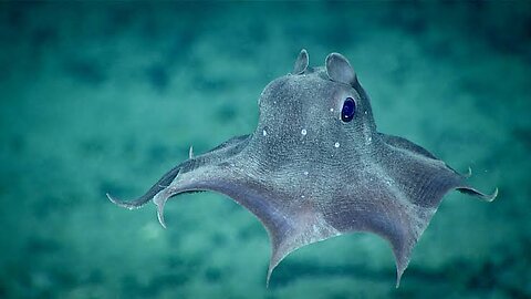 Flapjack Octopus _ Real Life Stuffed Animal