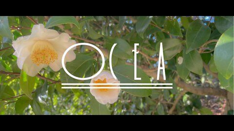 ocea - Camellia (Original Instrumental)